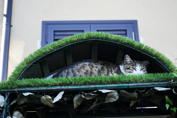 Un gatto si riposa in una via del borgo di Gallicano